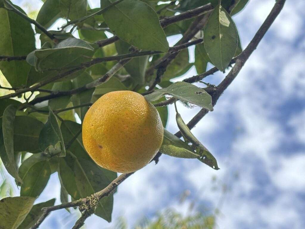 Sittong orange orchards.