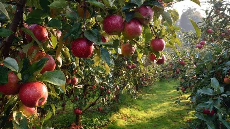 The apple orchards krishu uttrakhand